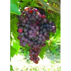 FLAME SEEDLESS ÜZÜMÜ